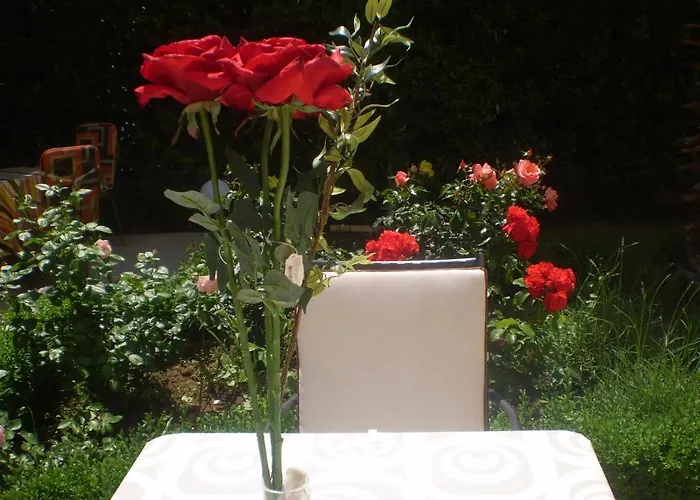 Jelena * Ζαντάρ